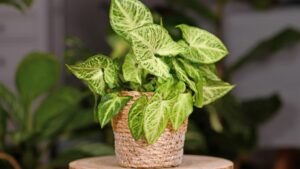 Read more about the article How to Get Rid of Fungus Gnats in my House Plants: 7 Natural Solutions That Work